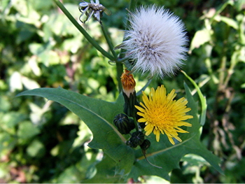 Maror-5 Sow Thistle Sonchus oleraceus (Maror)